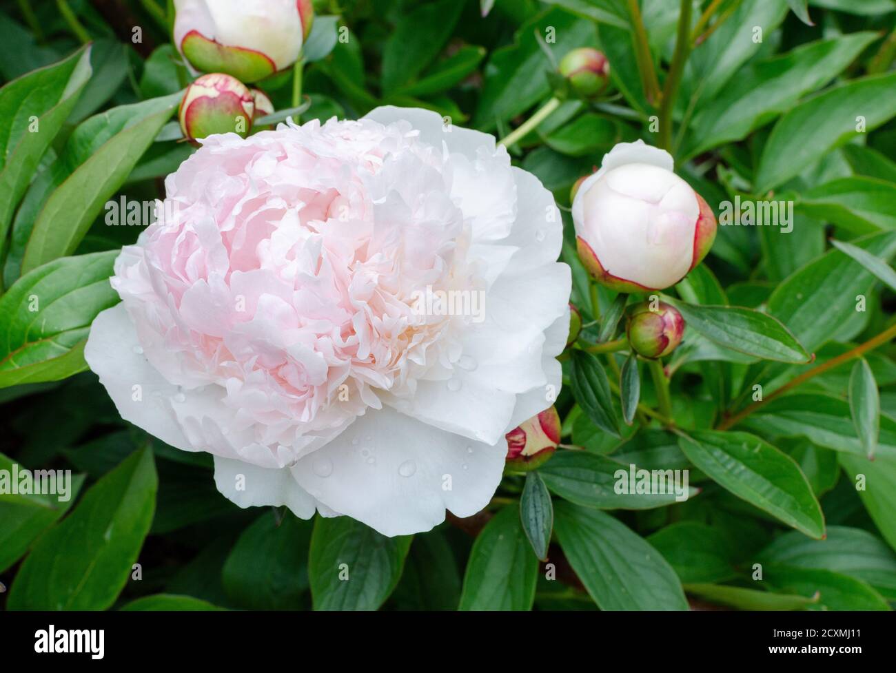 Belle pivoine japonaise rose clair - paeonia lactiflora Iceberg dans la  botanique en Pologne Photo Stock - Alamy