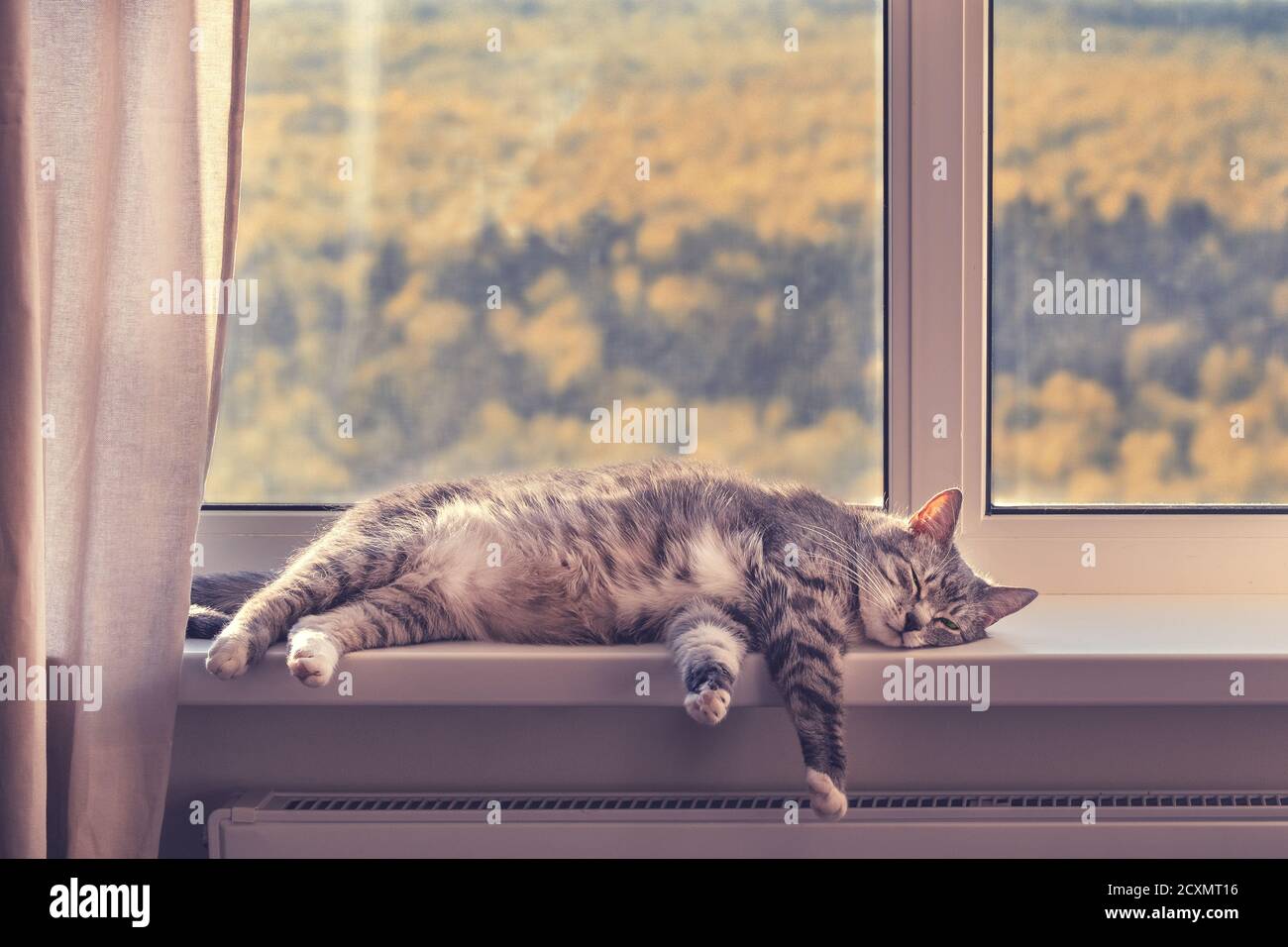 Un chat dort près de la fenêtre avec une forêt d'automne orange, en gros plan. Quarantaine en raison de l'épidémie du coronavirus, concept Banque D'Images
