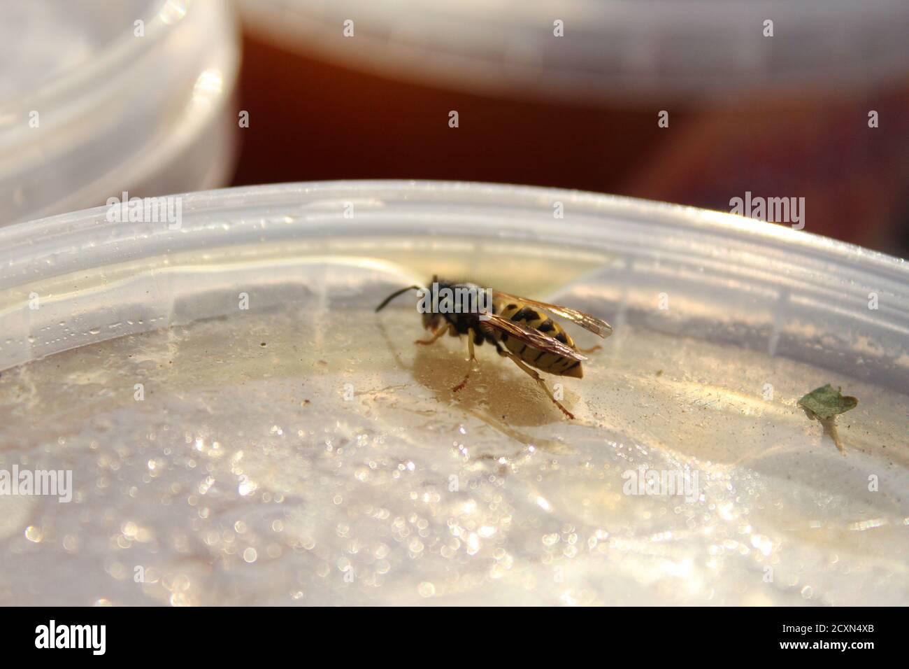 une abeille ou une guêpe se trouve sur le couvercle d'un Pot de miel le jour d'été ensoleillé Banque D'Images