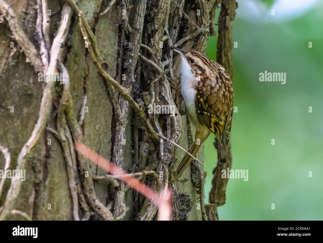 Oiseau de Treecreeper eurasien (Certhia familiaris) se déplaçant vers le haut d'un tronc d'arbre en automne à West Sussex, Angleterre, Royaume-Uni. Banque D'Images