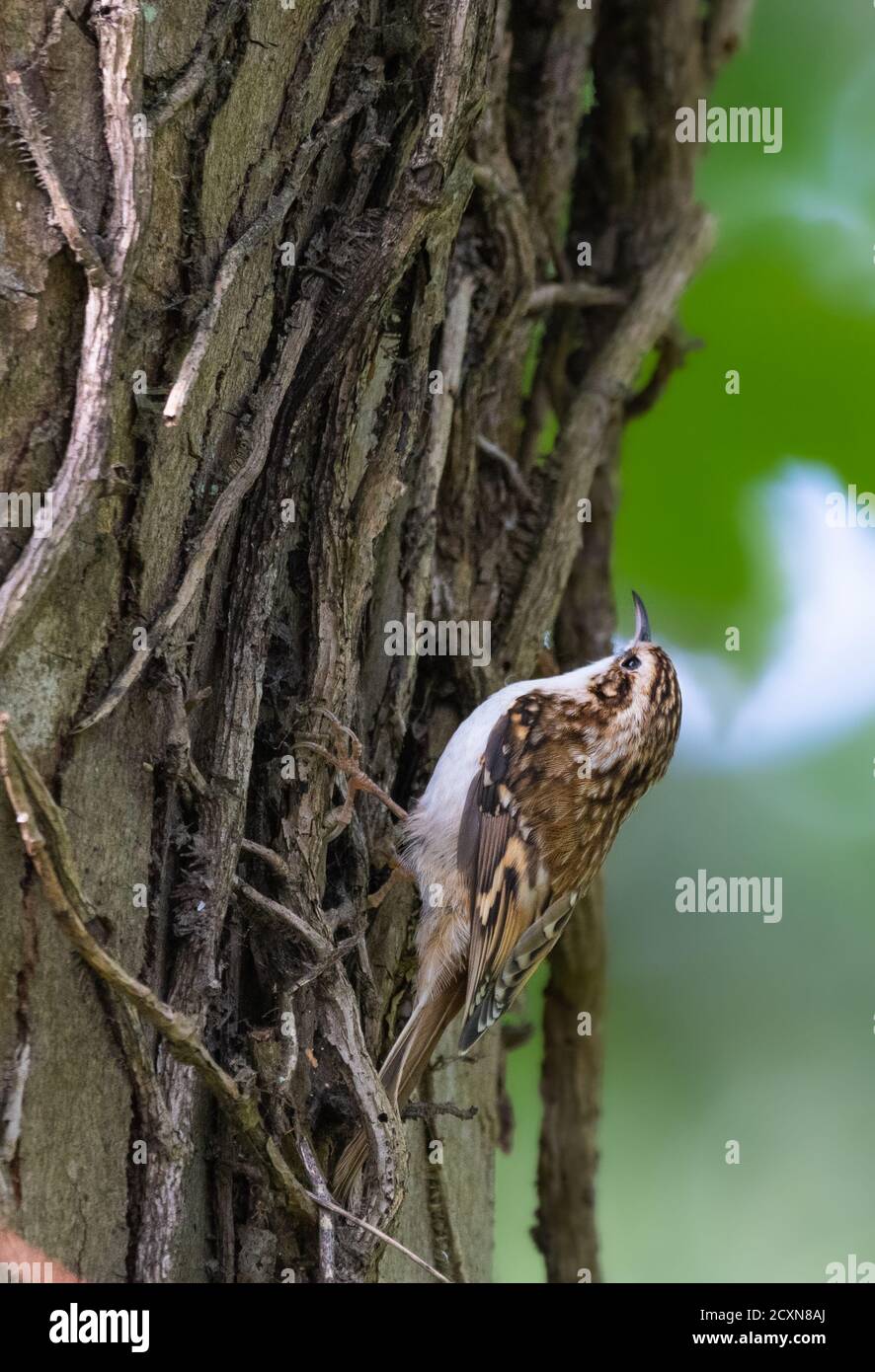 Oiseau de Treecreeper eurasien (Certhia familiaris) se déplaçant vers le haut d'un tronc d'arbre en automne à West Sussex, Angleterre, Royaume-Uni. Vertical, portrait. Banque D'Images
