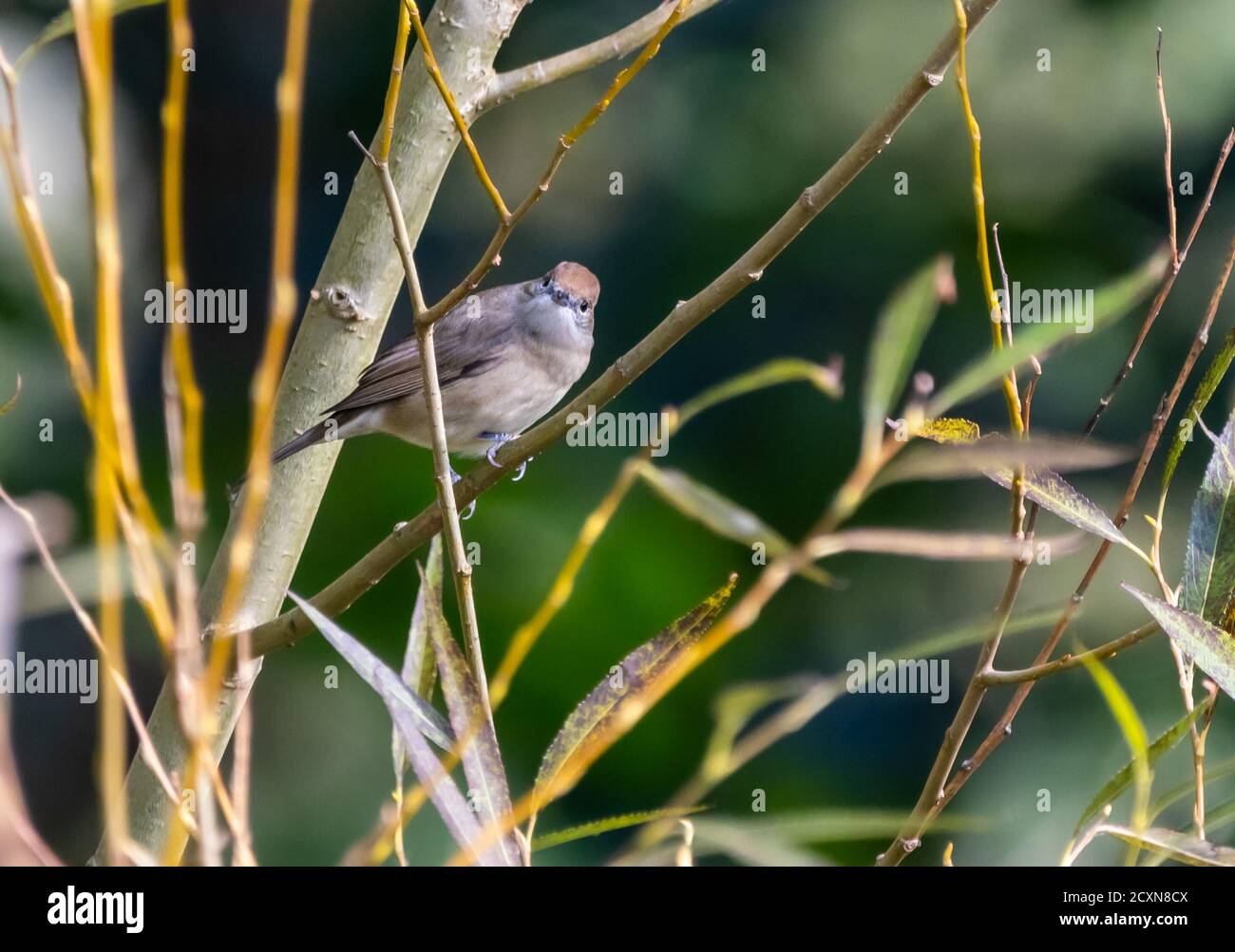 Femelle adulte Blackcap (Sylvia atricapilla), petit oiseau perché sur une branche en automne à West Sussex, Angleterre, Royaume-Uni. Banque D'Images Femelle adulte Blackcap (Sylvia atricapilla), petit oiseau perché sur une branche en automne à West Sussex, Angleterre, Royaume-Uni. Banque D'Images
