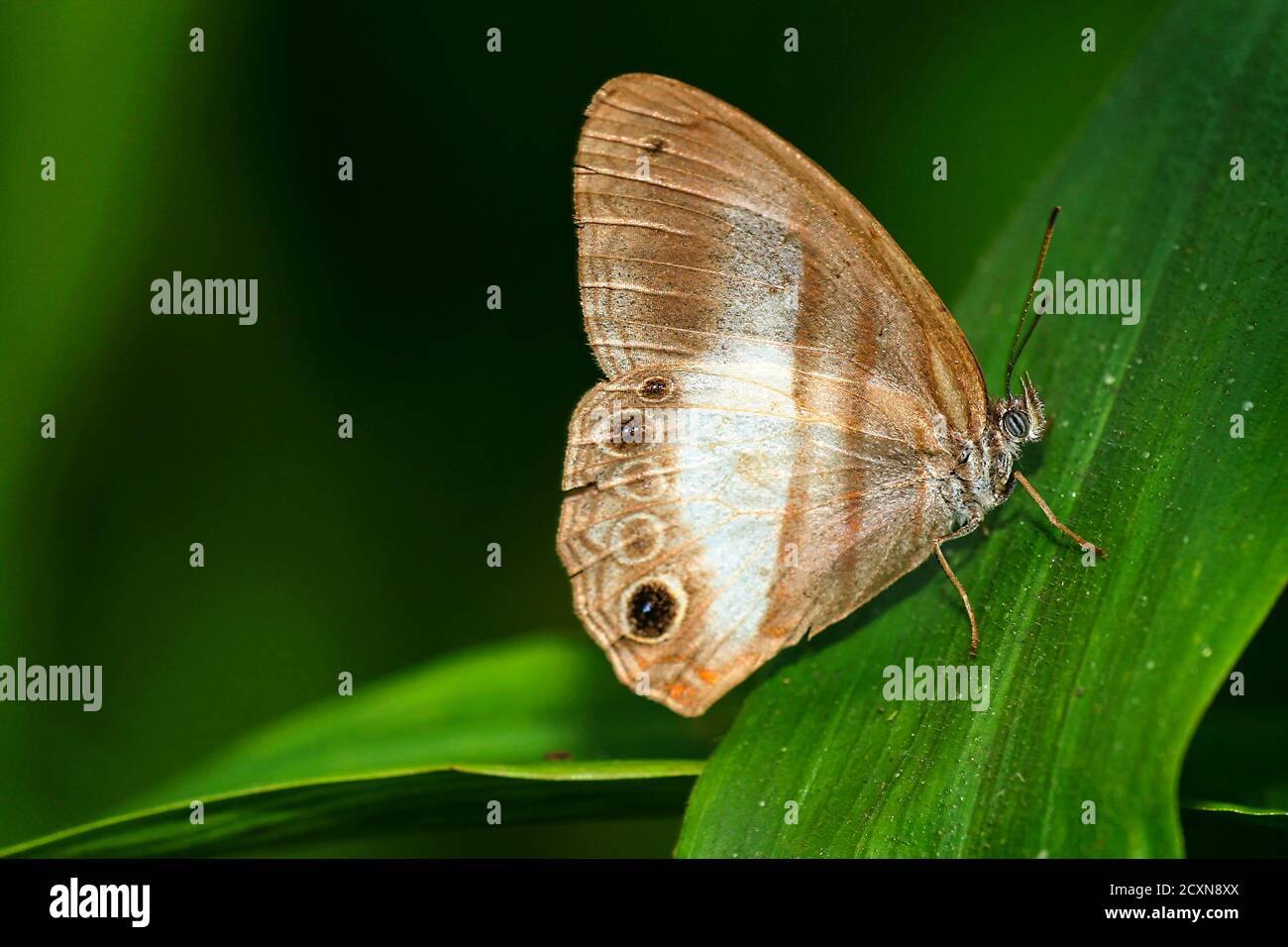 Tropical Butterfly, réserve forestière de Maquipucuna Cloud, province de Pichincha, Équateur, Amérique Banque D'Images