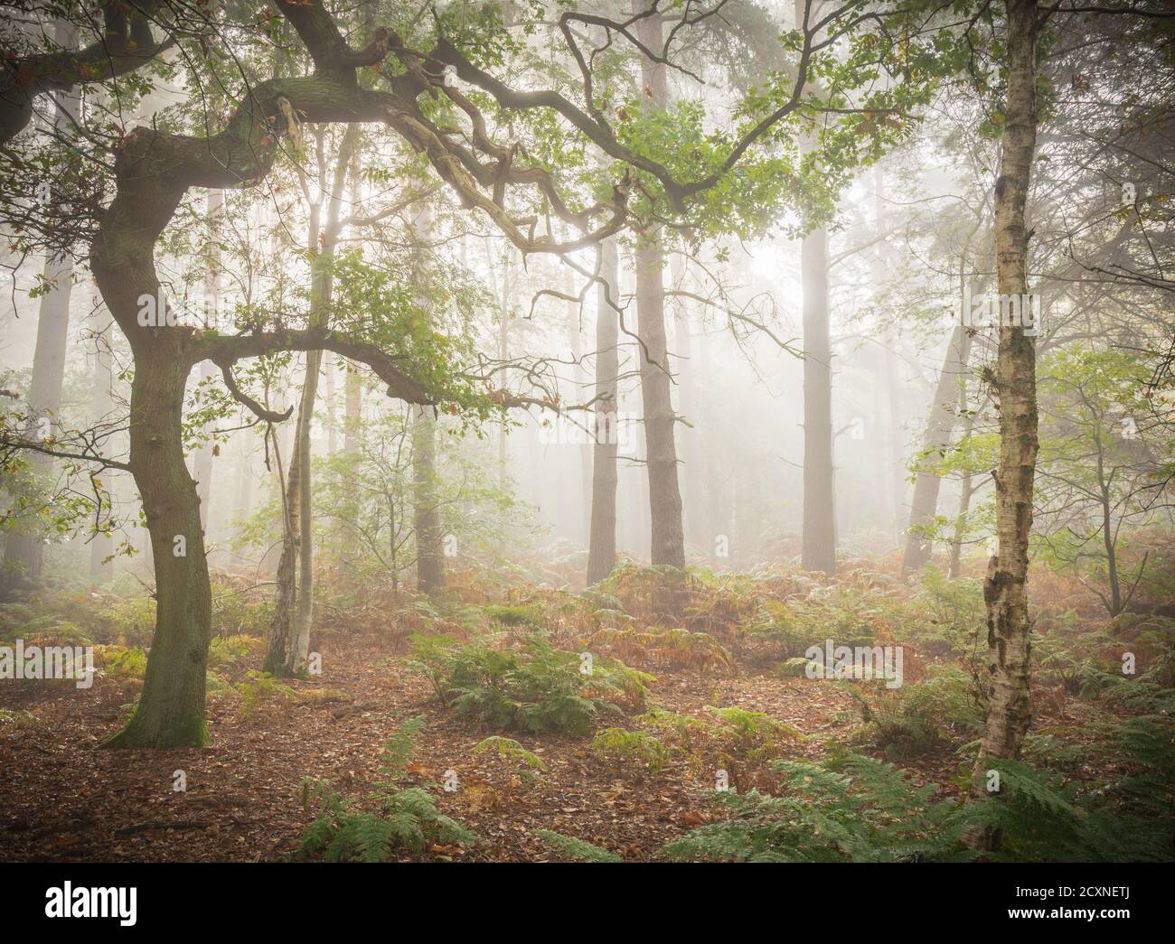 Lumière vive à travers la brume qui s'accroche sur les fougères dans une clairière de bois. Un matin automnal brumeux dans une forêt anglaise. Banque D'Images