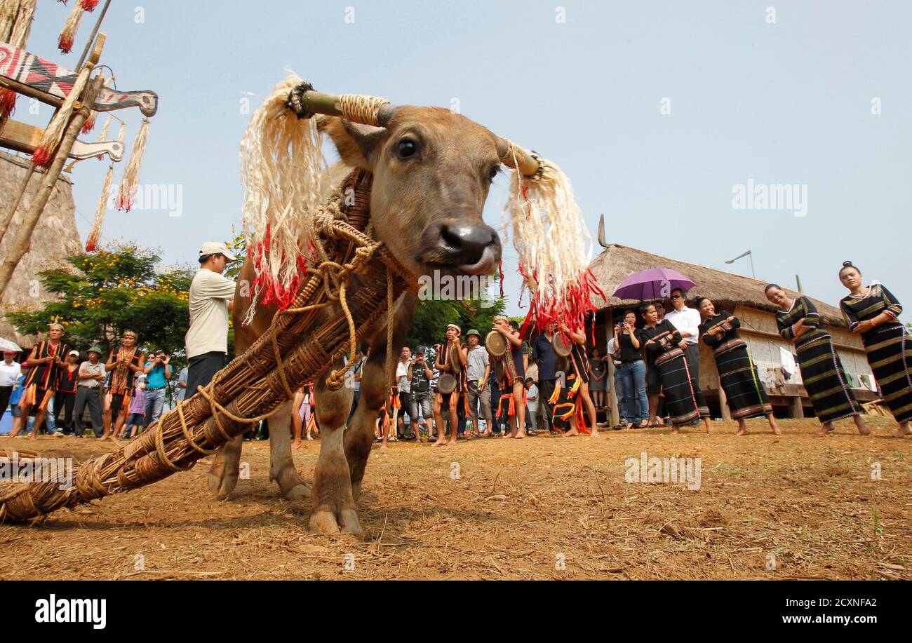 Ethnic Gie Trieng people dance around a water buffalo during a buffalo sacrifice ceremony to celebrate their new Rong in the Vietnamese ethnic minority culture village in Dong Mo, outside Hanoi August Ethnic Gie Trieng people dance around a water buffalo during a buffalo sacrifice ceremony to celebrate their new Rong in the Vietnamese ethnic minority culture village in Dong Mo, outside Hanoi August