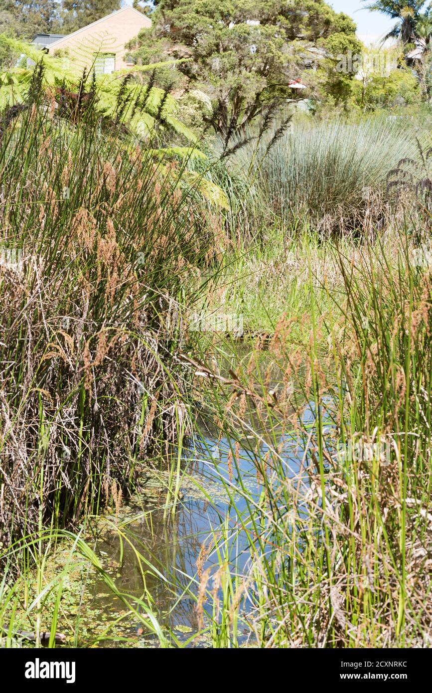 Les terres humides de White's Creek détournent le ruissellement des eaux pluviales vers les plantes indigènes les étangs qui captent l'excès d'azote et fournissent un habitat pour faune locale Banque D'Images