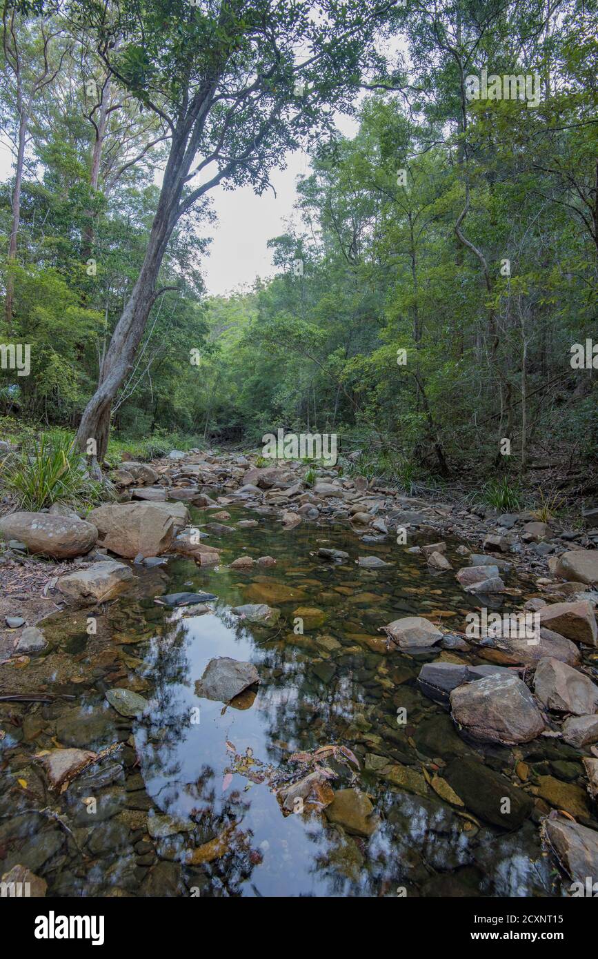 Un petit espace ouvert d'eau reflète les grands arbres indigènes qui bordent cette partie de Way Creek dans le parc national Yarriabini, en Nouvelle-Galles du Sud, en Australie Banque D'Images