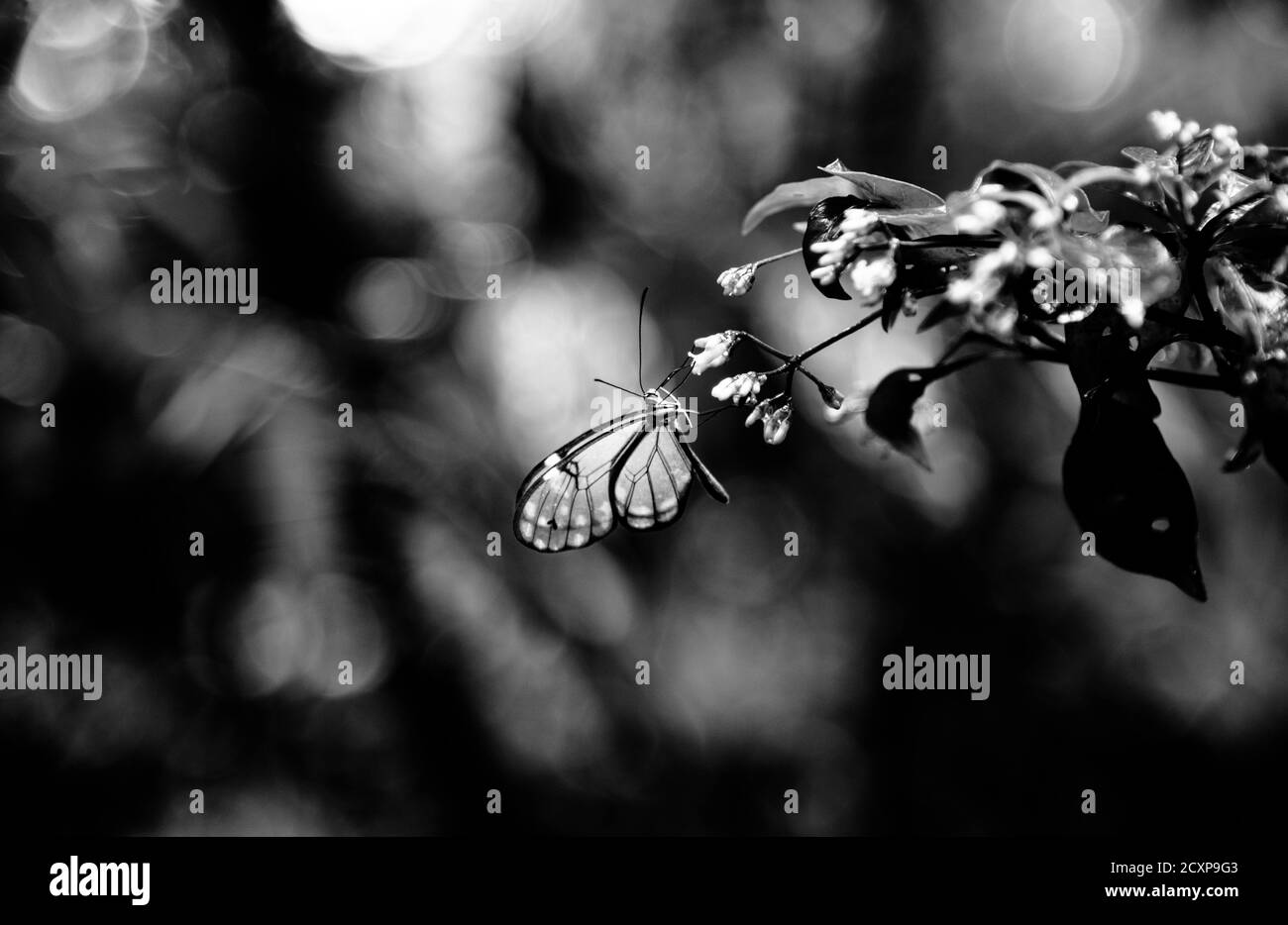 Papillon Glasswing Greta Oto Brush papillon transparent sur pied Une fleur dans la forêt tropicale de Monteverde Cloud au Costa Rica jungle Banque D'Images