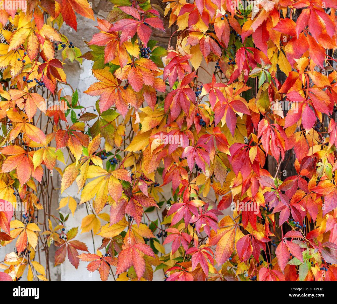 Des feuilles de raisin de jeune fille colorées et vives le long du mur. Arrière-plan de l'automne. Banque D'Images