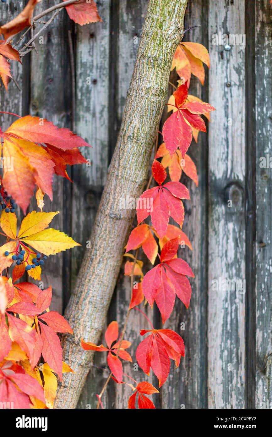 Des feuilles de raisin de jeune fille orange vif, jaune et rouge le long du tronc de l'arbre. Mise au point sélective. Arrière-plan d'automne coloré. Banque D'Images