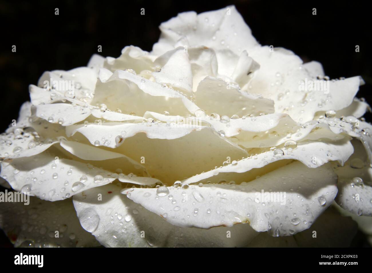 Chute de rose blanche sur le jardin, macro gros plan Banque D'Images