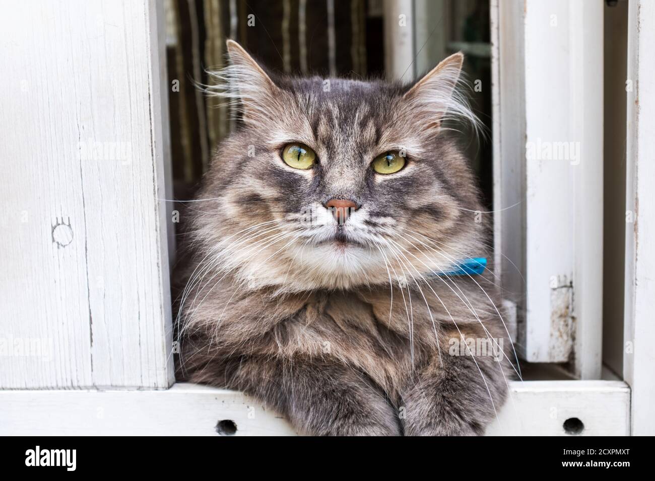 Un chat assis sur une porte en bois Banque D'Images