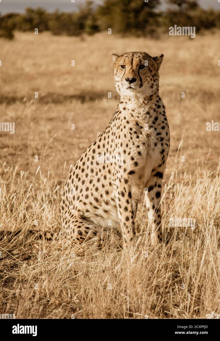 Cheetah adultes s'assied numérise son environnement en Namibie Banque D'Images