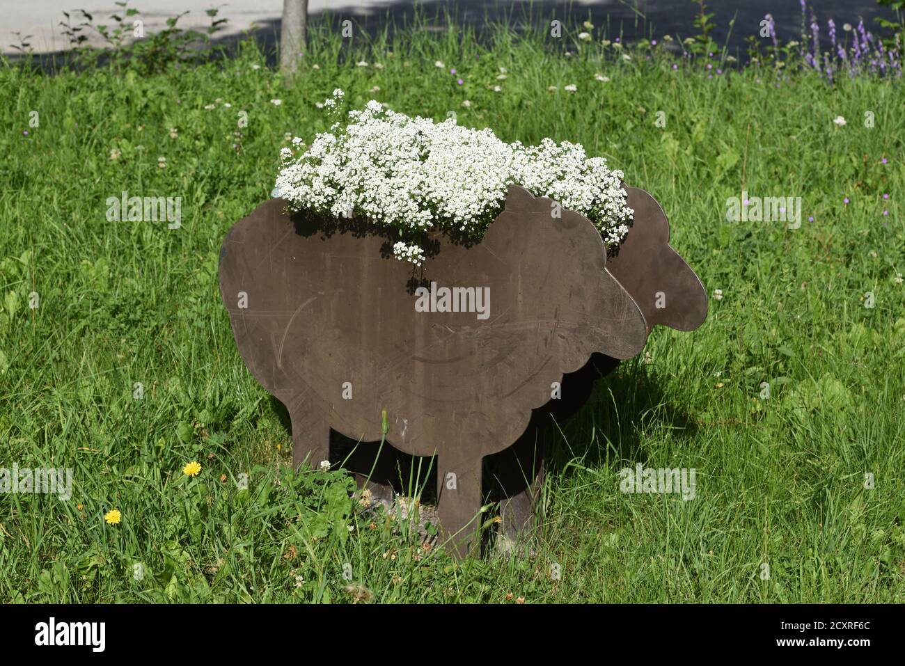 Jardinière en métal en forme de mouton avec fleurs blanches représentant les molletonnés ou les moutons Laine Banque D'Images