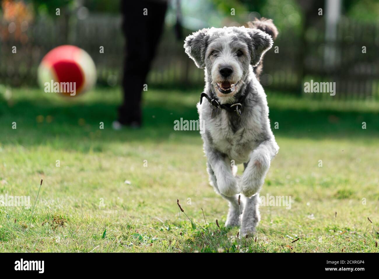 Chien courant et chassant une balle pendant une partie de extraire Banque D'Images