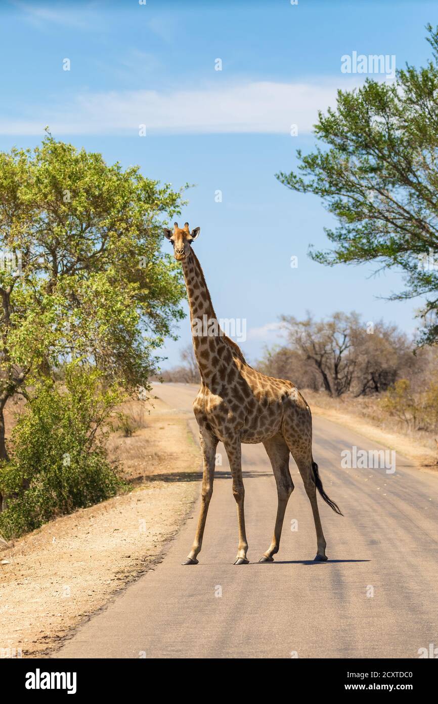 Adulte unique Afrique du Sud ou Cape Giraffe, Giraffa camelopardalis, traversant une route dans le parc national Kruger, Afrique du Sud. Banque D'Images