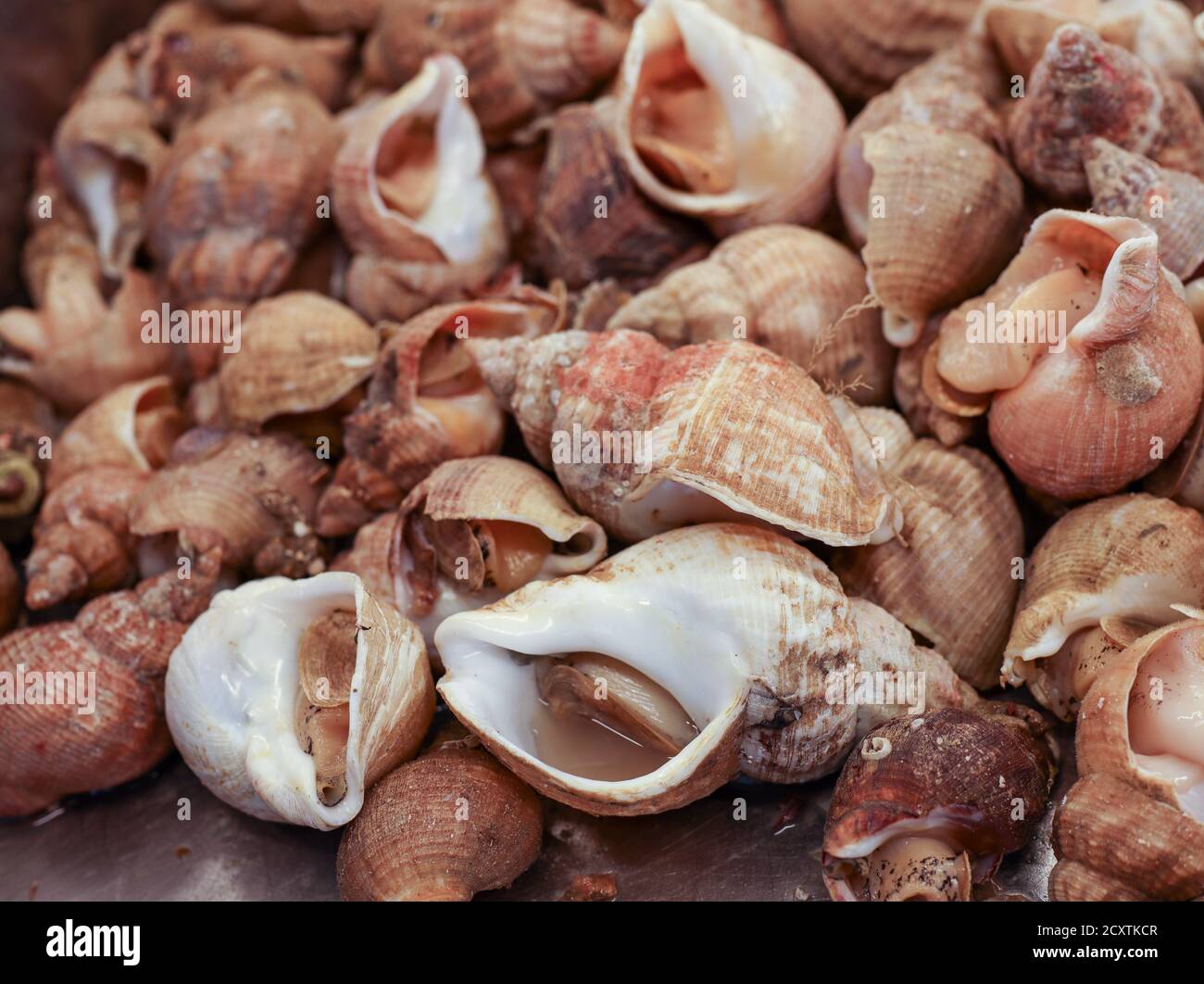 Escargots de mer frais bulot ou buccins communs à un marché de fruits de  mer, gros plan Photo Stock - Alamy