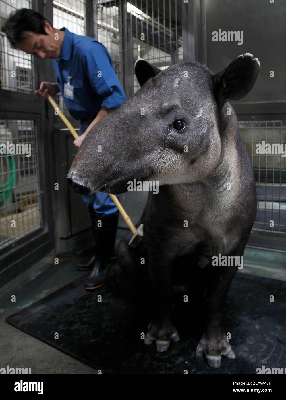 A zookeeper brushes the back of a baird's tapir, an endangered species, inside her enclosure at the Preservation and Research Center in Yokohama, south of Tokyo October 25, 2010. The facility, which A zookeeper brushes the back of a baird's tapir, an endangered species, inside her enclosure at the Preservation and Research Center in Yokohama, south of Tokyo October 25, 2010. The facility, which
