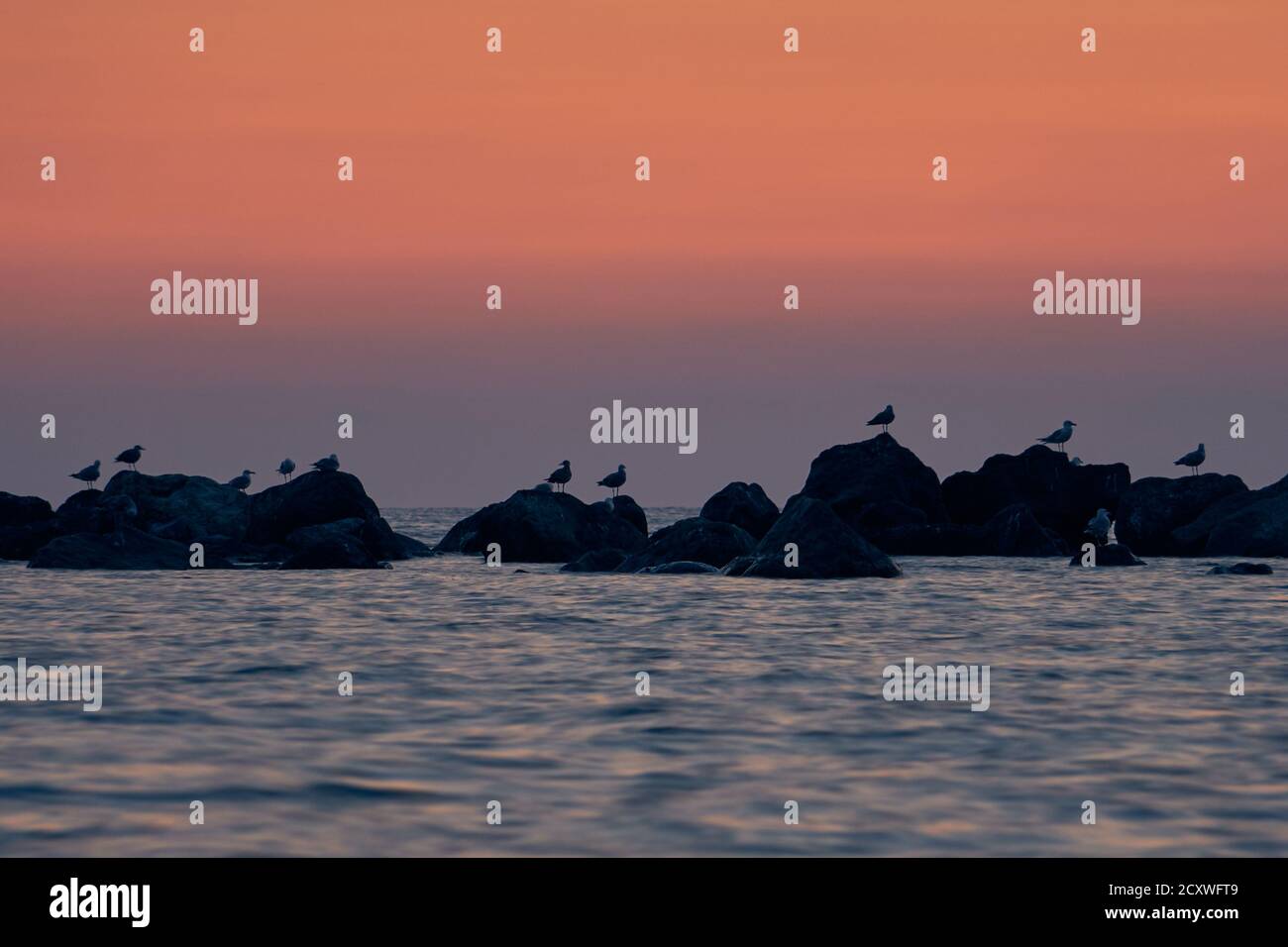 Paysages fascinants de mouettes sur des rochers au coucher du soleil à Belvedere Marittimo, Cosenza, Italie Banque D'Images