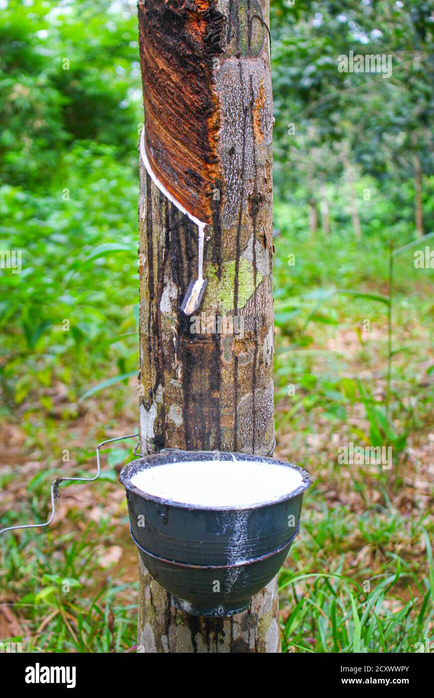 Arbre de caoutchouc du Vietnam, caoutchouc de latex de taraudage, latex extrait de la source d'arbre de caoutchouc De nature en asie du Vietnam Banque D'Images