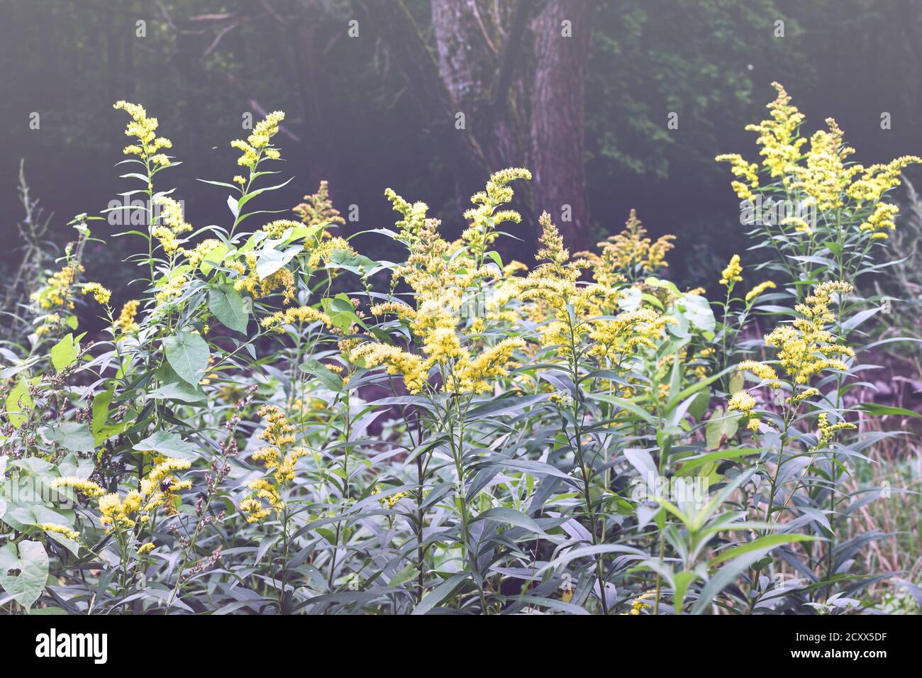 Les fleurs sauvages de Solidago canadensis ou de la verge dorée tardive. Mise au point sélective. Fleur d'état des États américains du Kentucky et du Nebraska Banque D'Images