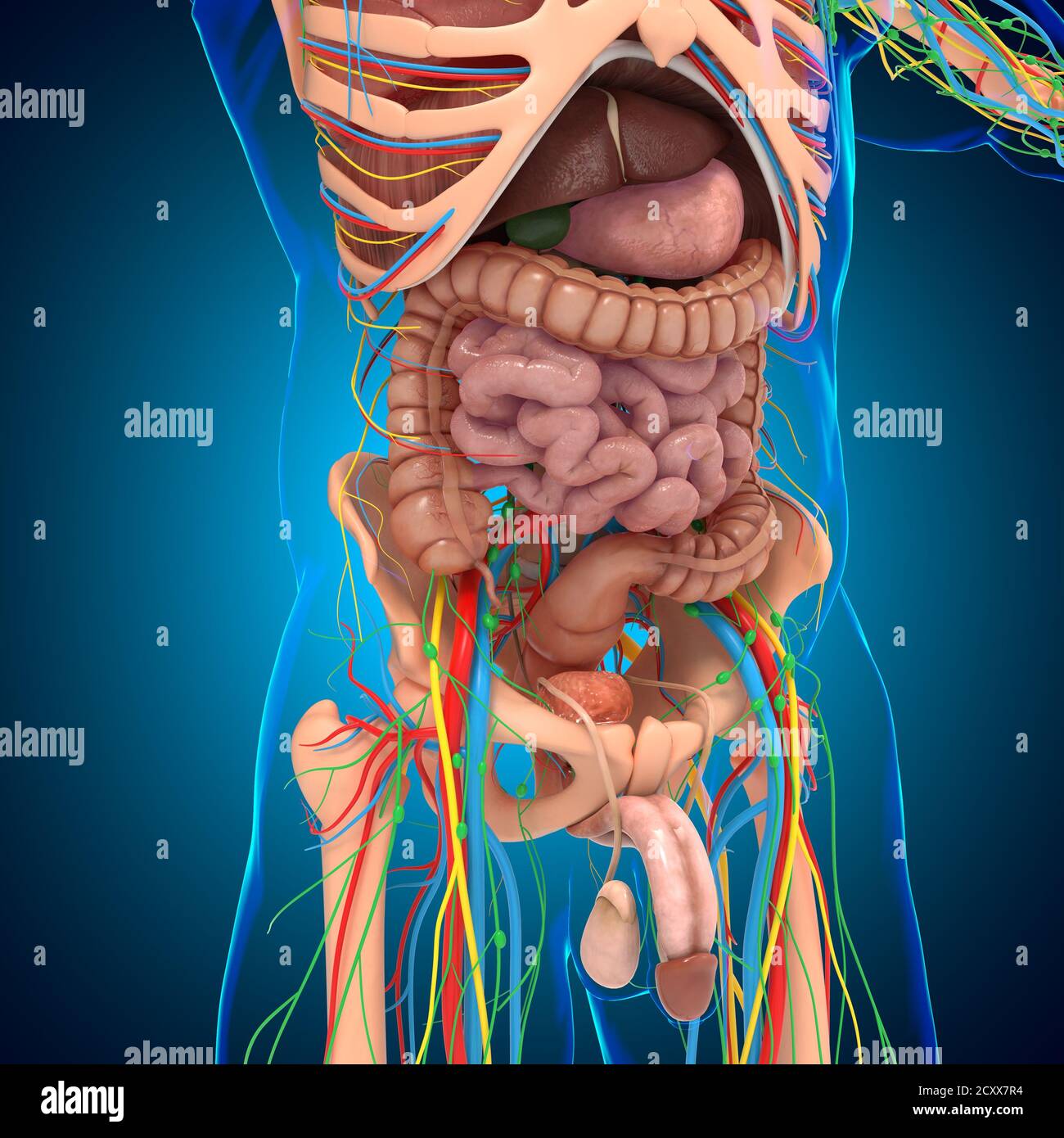Anatomie humaine pour le concept médical Illustration 3D Banque D'Images