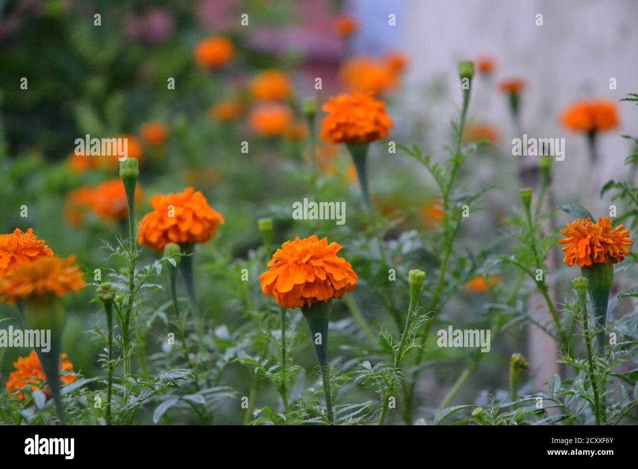 plantes marigold Banque D'Images