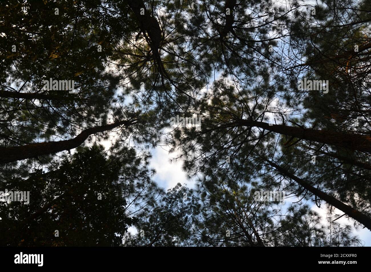 Arbres verts, ciel bleu, nuages. Banque D'Images