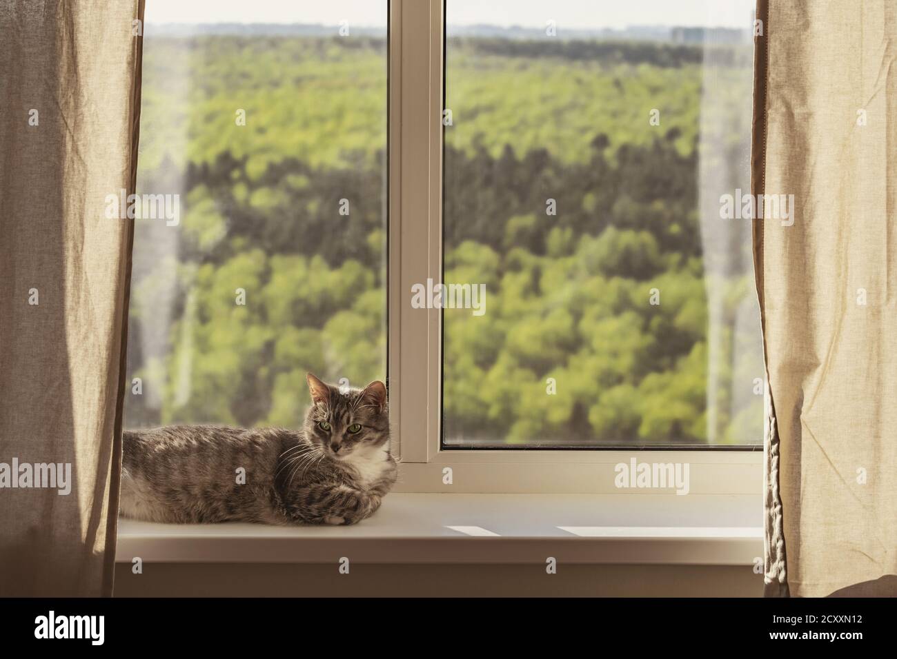 Le chat est couché à la fenêtre avec des arbres verts et le ciel. Le concept de rester à la maison à cause du coronavirus de quarantaine Banque D'Images