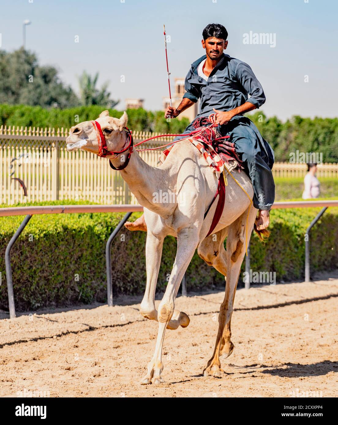 Dubaï, Émirats arabes unis, Mar 21, 2018 - l'homme s'exécute pendant l'entraînement pour les courses de chameaux Banque D'Images