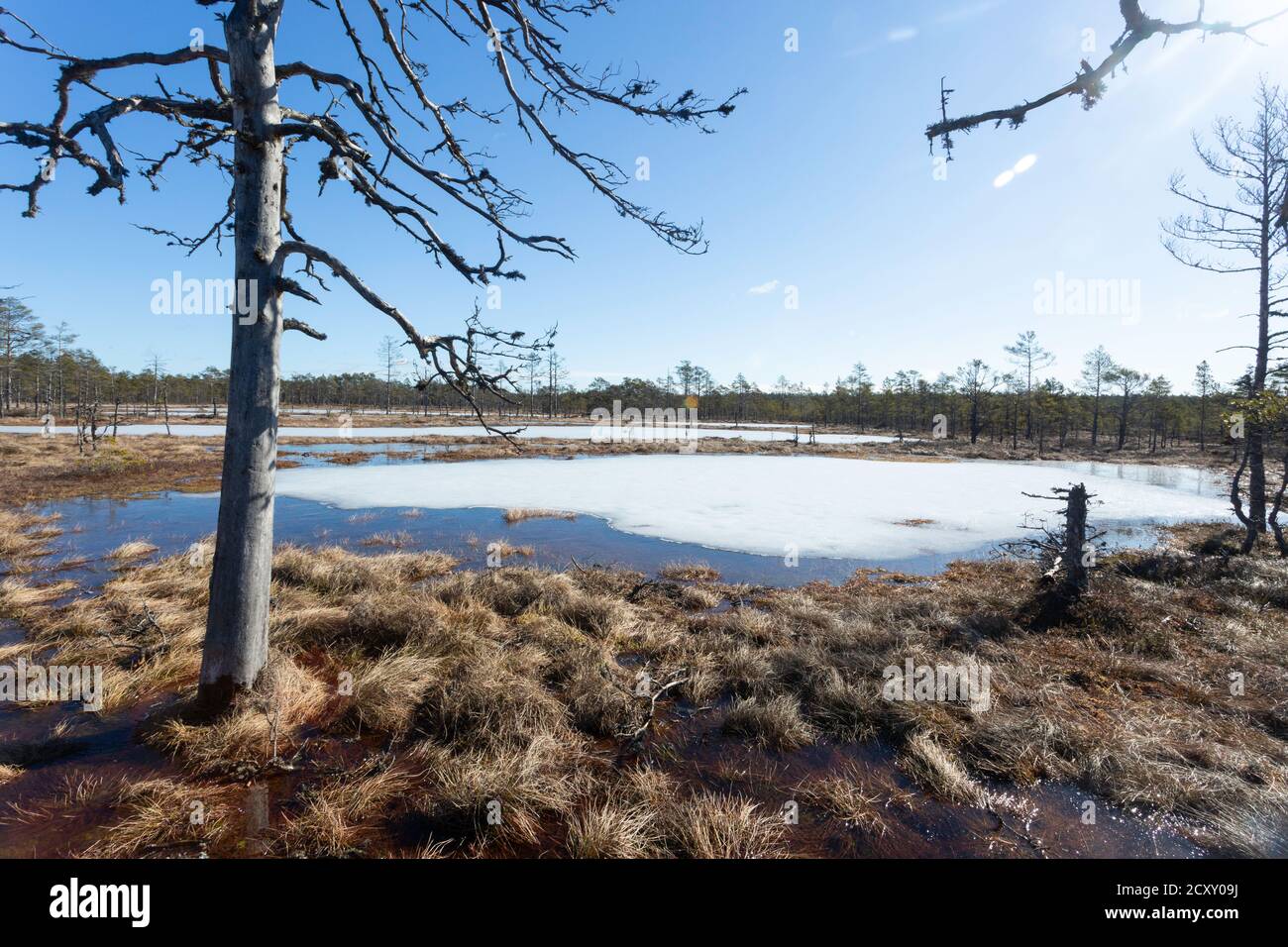 Fin de l'hiver. Estonie, parc national de Lahemaa. Ancien parc ANtional soviétique. Zone de tourbière. Tourbières surélevées. Tourbière surgelée Banque D'Images