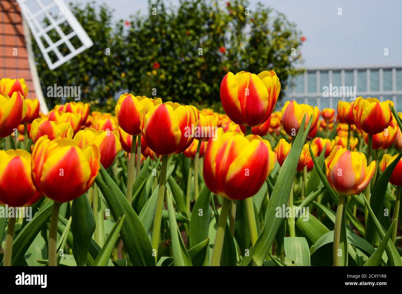 Moulin à vent Tulipa Liliaceae Tulip commun Banque D'Images