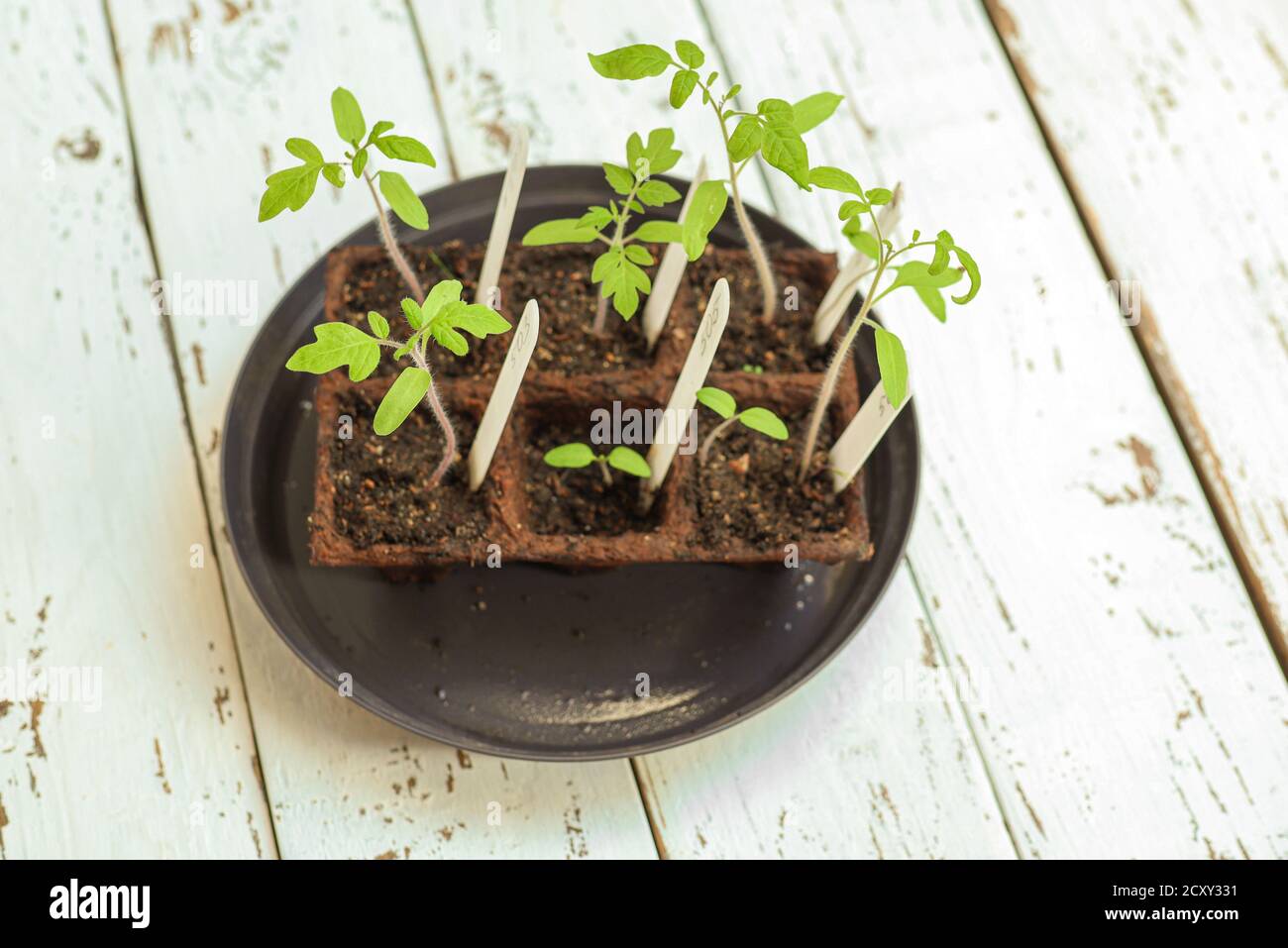 Jeunes pousses de vert vif de différentes variétés de tomate dans des pots de tourbe qui ont été germées à partir de graines avec des étiquettes blanches, sur la table en bois blanc. AG Banque D'Images