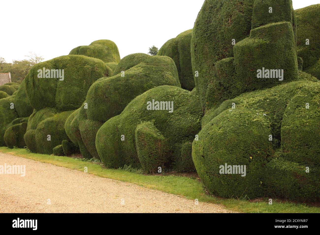 Un if clippé de 400 ans, « Elephant Hedge », au château de Rockingham, en Angleterre, au Royaume-Uni Banque D'Images