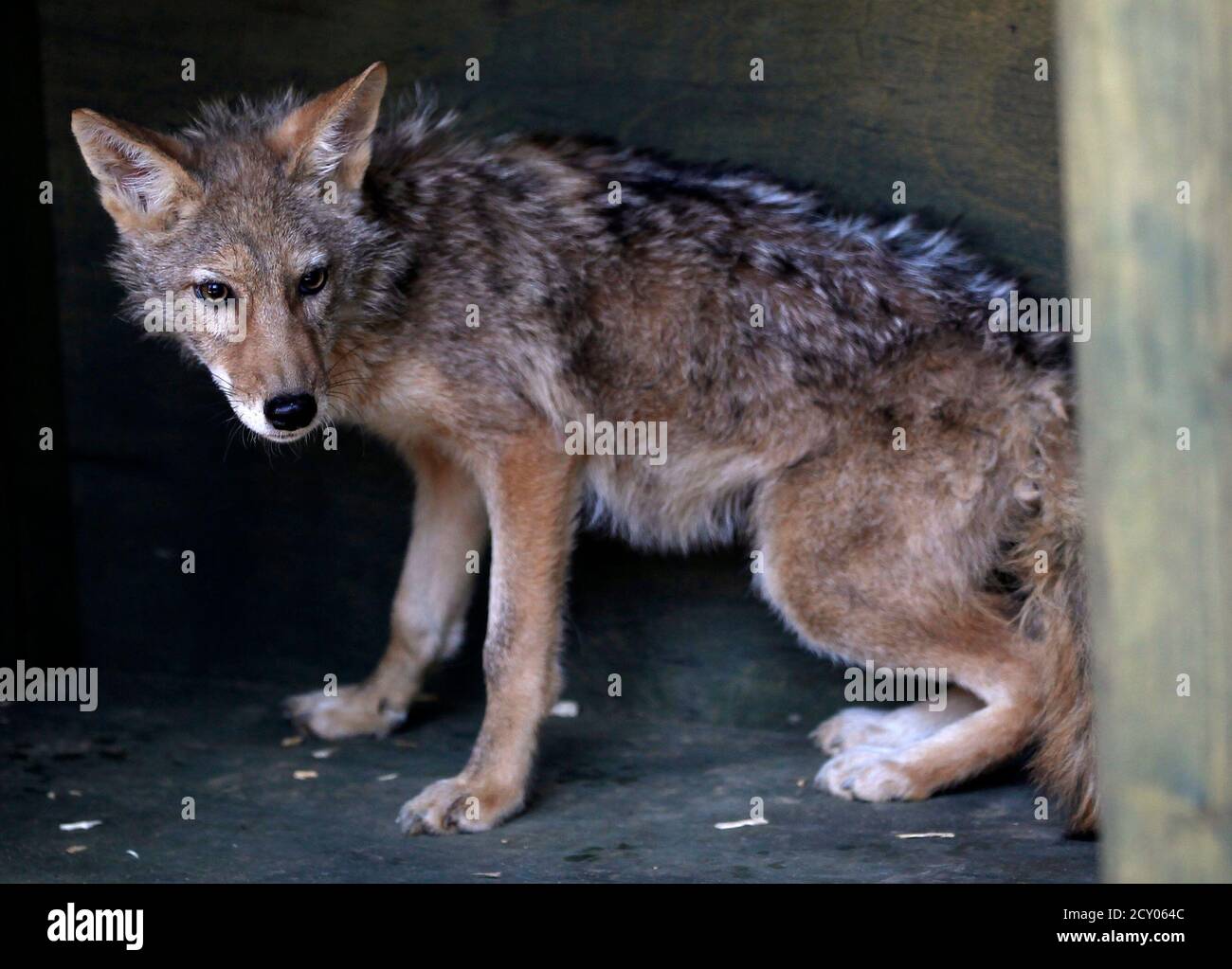 Hwang Woo Suk Banque D Image Et Photos Alamy