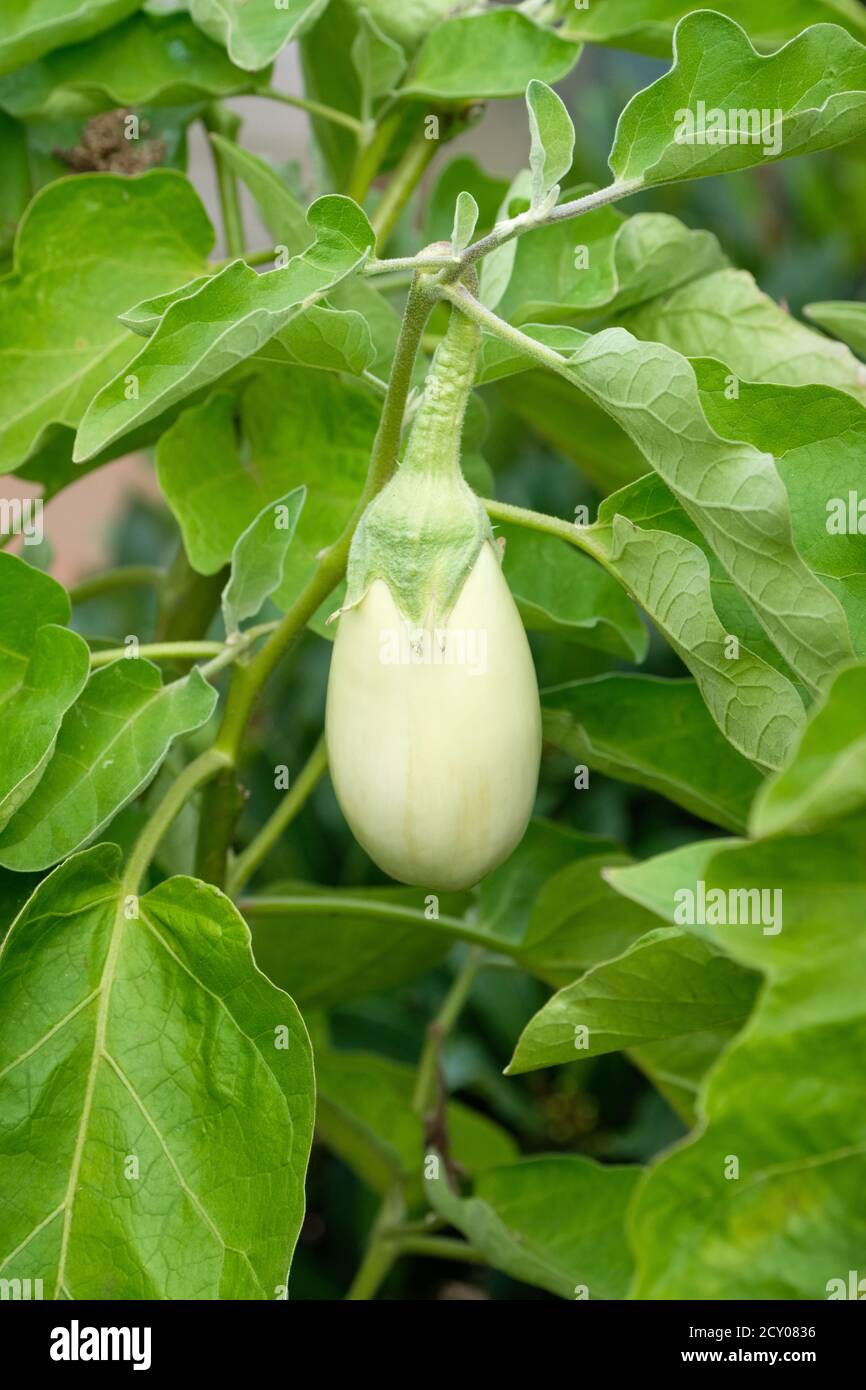 Forme ovale, simple, fruit blanc d'aubergine 'Clara', aubergine 'Clara'. Solanum melongena « Clara » Banque D'Images