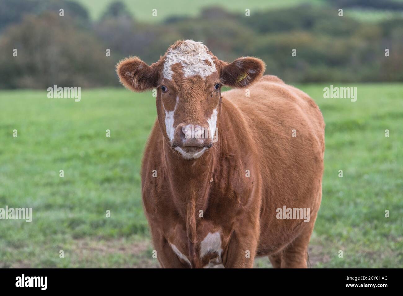 Jeune taureau regardant la caméra. Pour l'élevage britannique, le bœuf britannique, le bétail britannique, l'industrie agricole, le portrait d'animaux, la vache seule, le portrait de vache. Banque D'Images