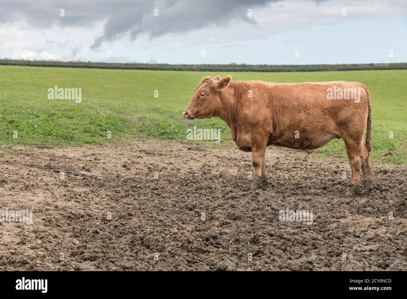 Jeune taureau regardant la caméra. Pour l'élevage britannique, le bœuf britannique, le bétail britannique, l'industrie agricole britannique, le portrait d'animaux, la vache seule, le portrait de vache. Banque D'Images