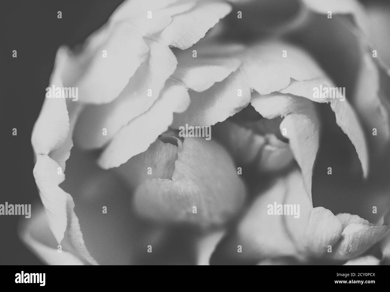 Fleurs de tulipe printanière dans le jardin Banque D'Images