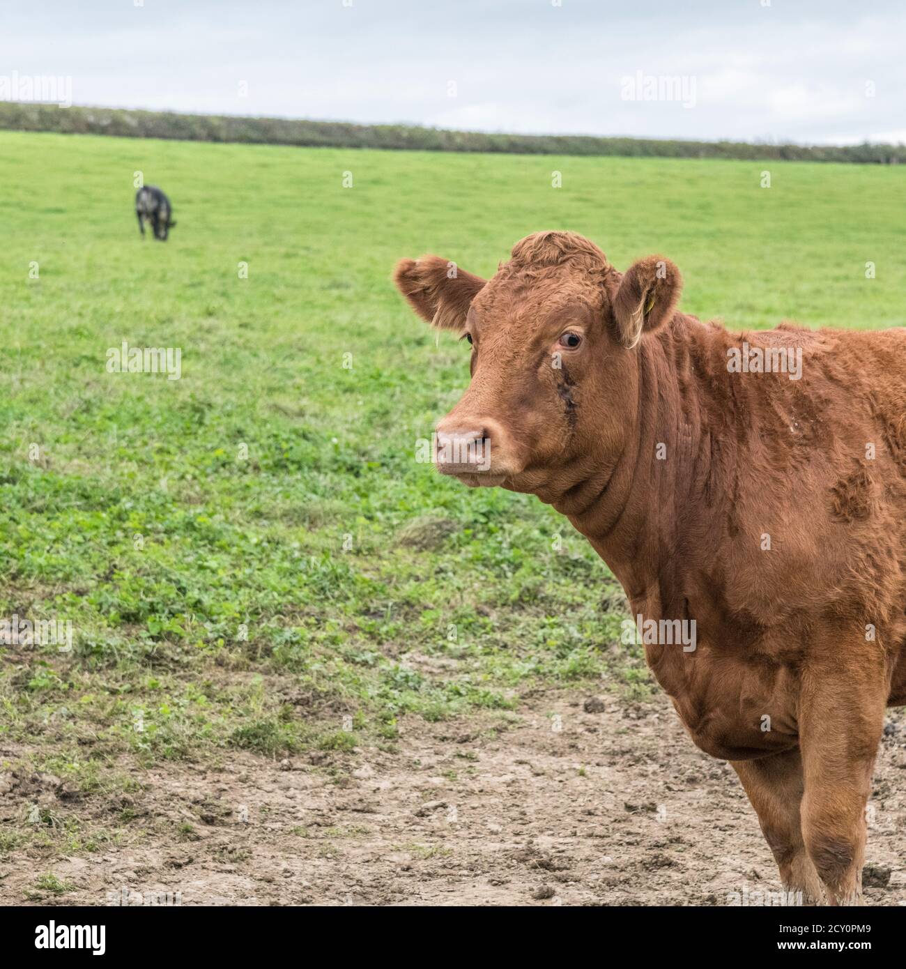 Jeune taureau regardant la caméra. Pour l'élevage britannique, le bœuf britannique, le bétail britannique, l'industrie agricole, le portrait d'animaux, la vache seule, le portrait de vache. Banque D'Images