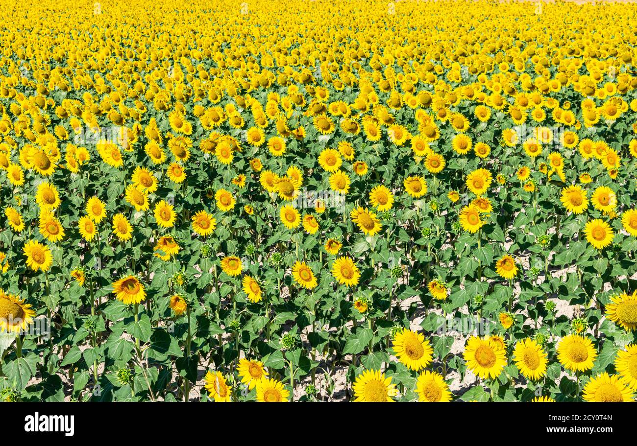 une vue générale d'un champ de tournesols ensoleillé jour Banque D'Images