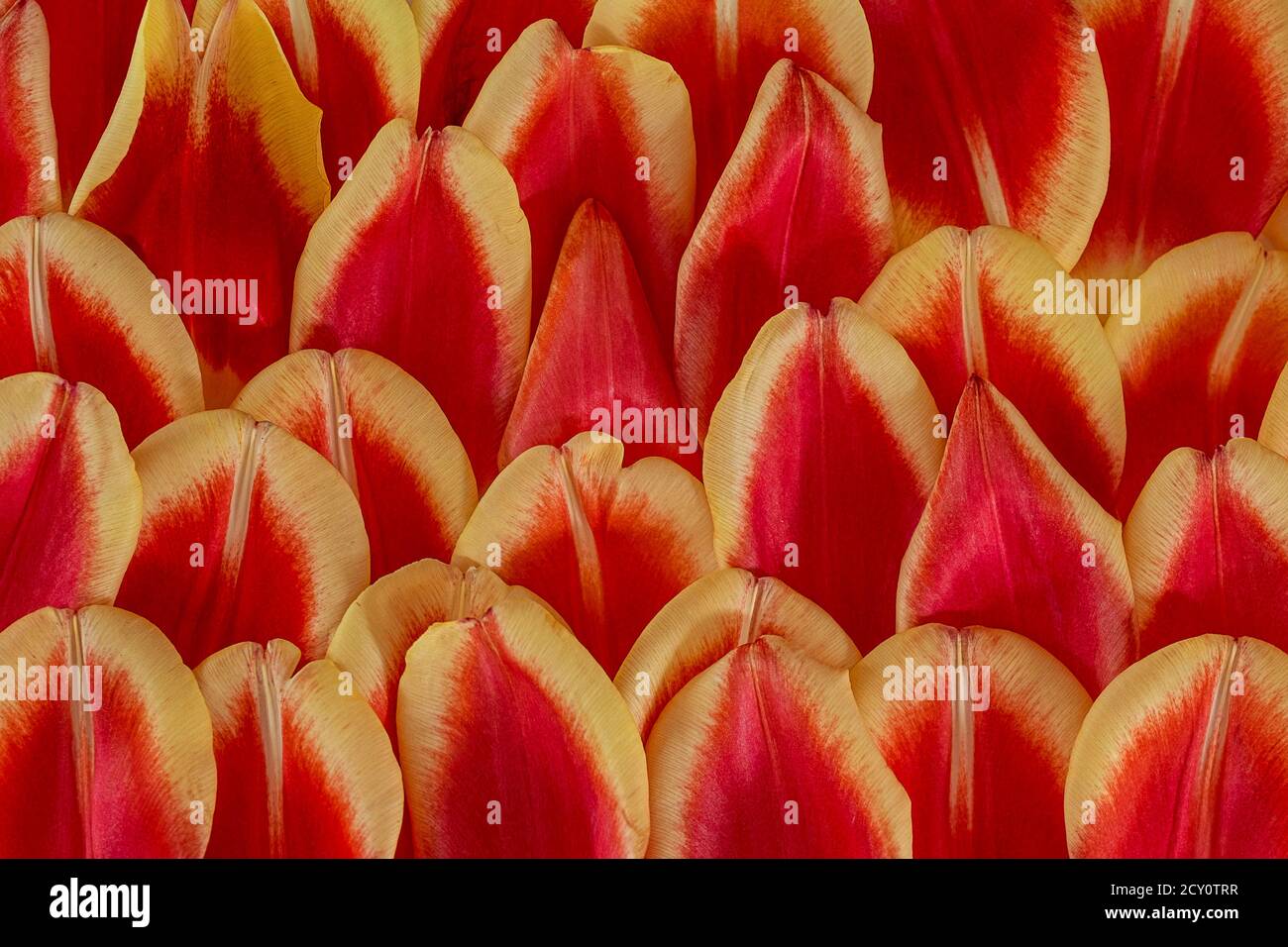 fond plein cadre avec pétales de tulipe Banque D'Images