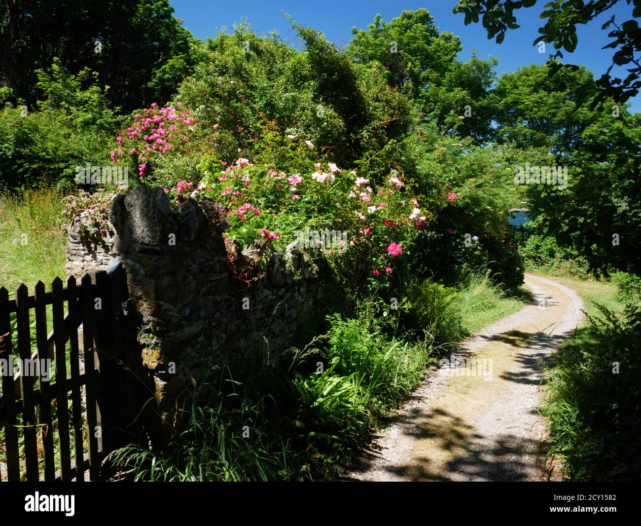 Un sentier sur l'île de Looe ou St George, Looe, Cornwall. Banque D'Images