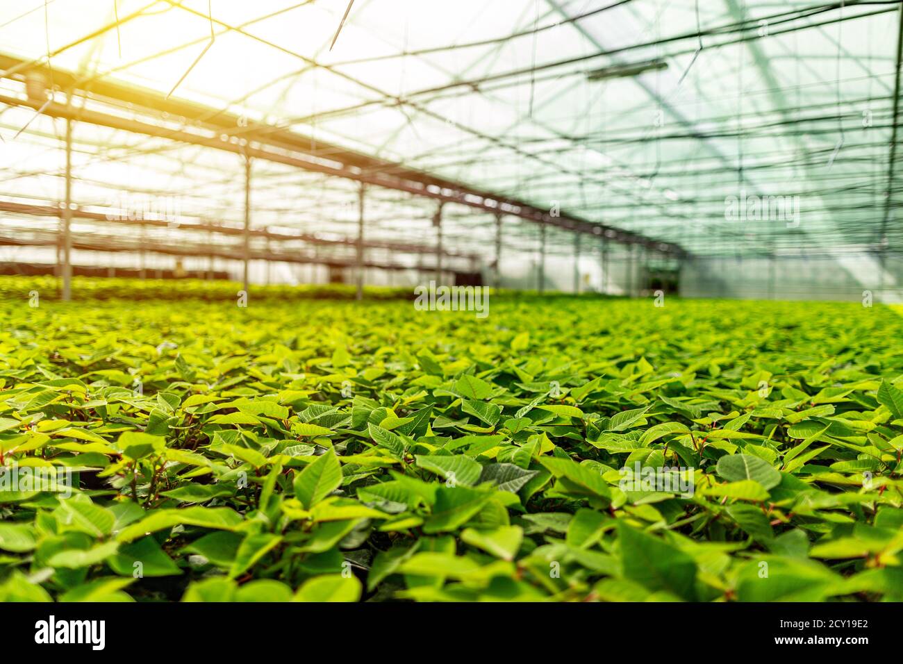 Grande entreprise d'horticulture en serre spécialisée dans la culture de poinsettia Banque D'Images