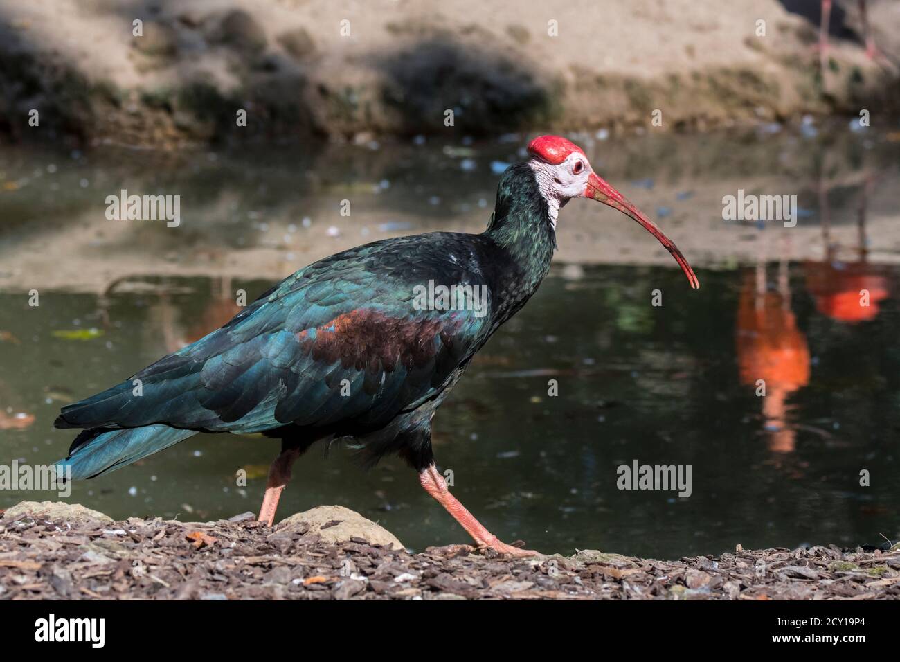 Ibis chauve du Sud (Geronticus calvus / Tantalus calvus), oiseau à gué originaire d'Afrique australe, dans un zoo / jardin zoologique Banque D'Images