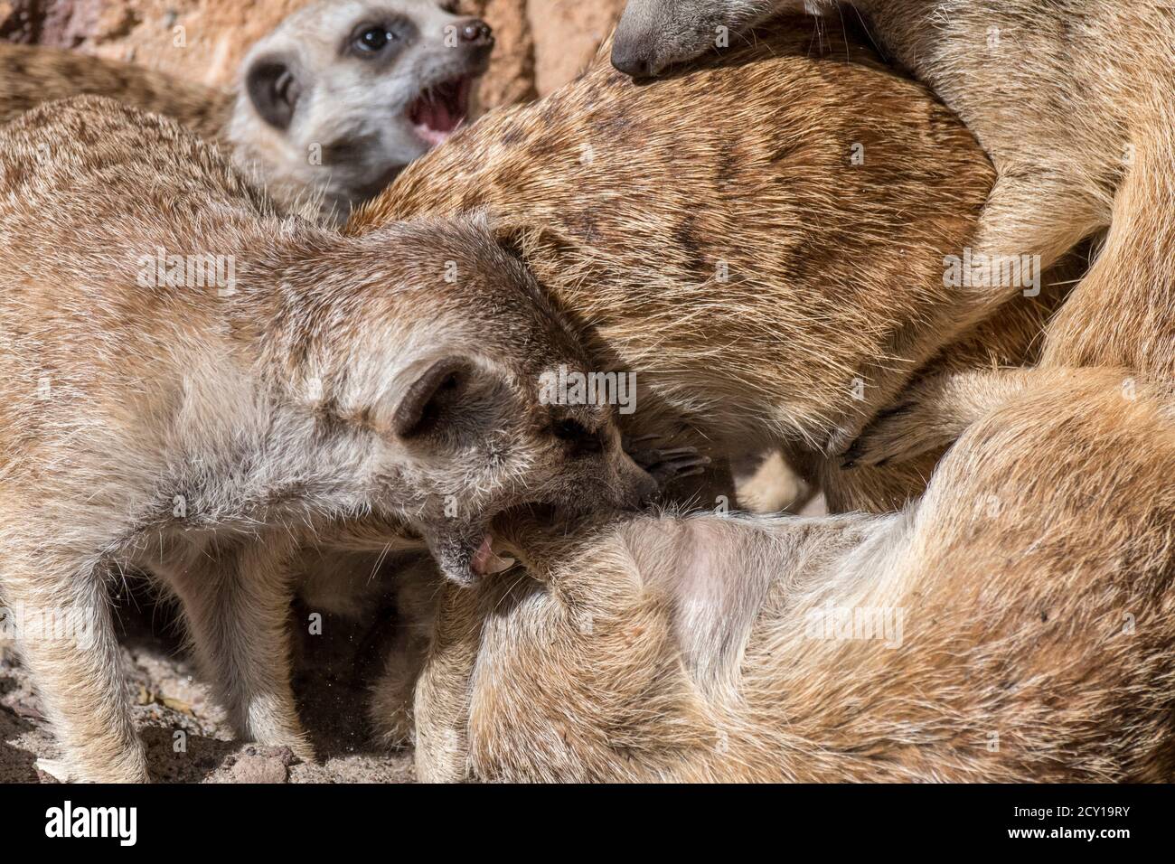 Combats de meerkats / suricata (Suricata suricata), indigènes aux déserts d'Afrique australe Banque D'Images