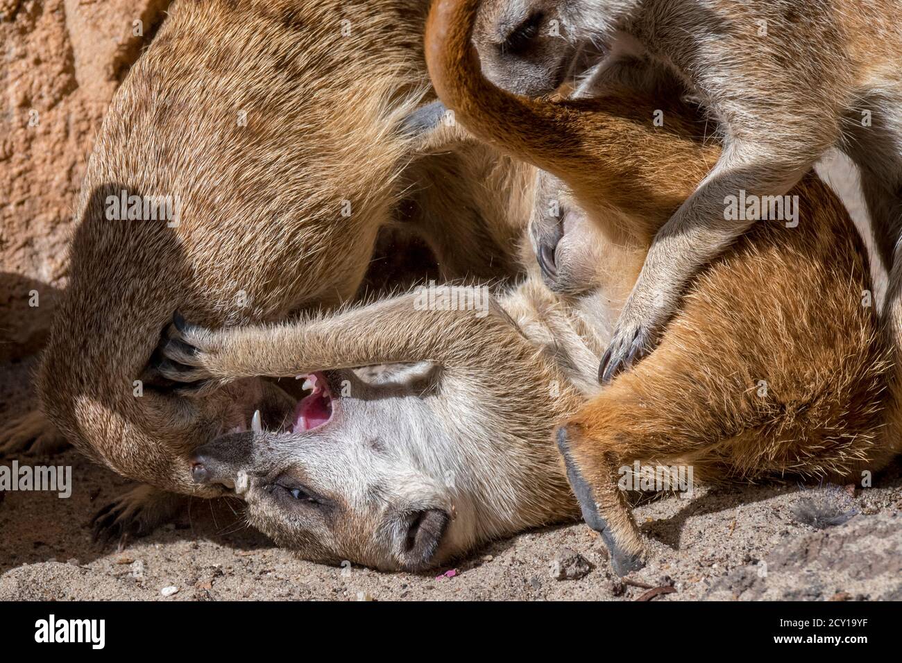 Combats de meerkats / suricata (Suricata suricata), indigènes aux déserts d'Afrique australe Banque D'Images