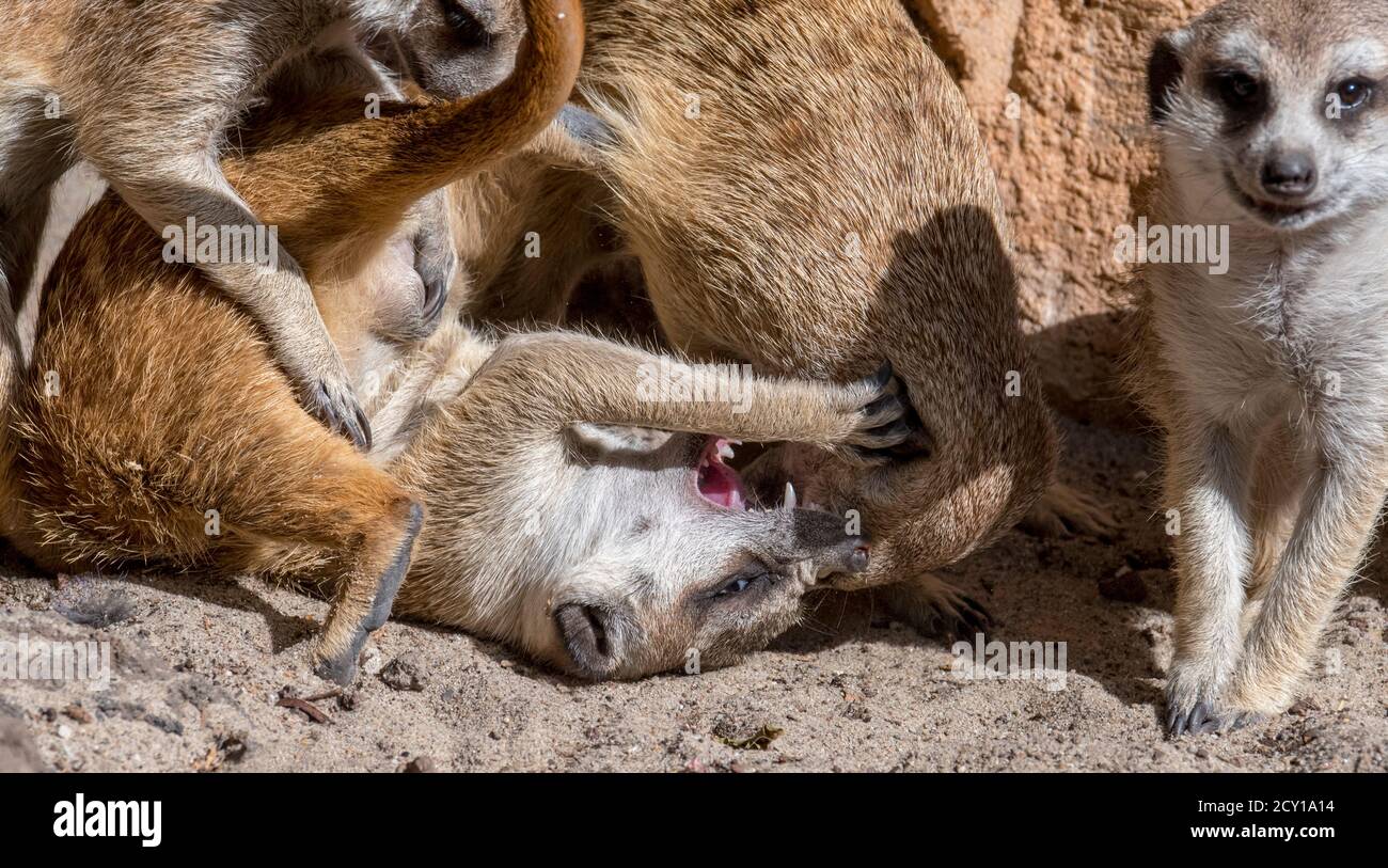 Combats de meerkats / suricata (Suricata suricata), indigènes aux déserts d'Afrique australe Banque D'Images