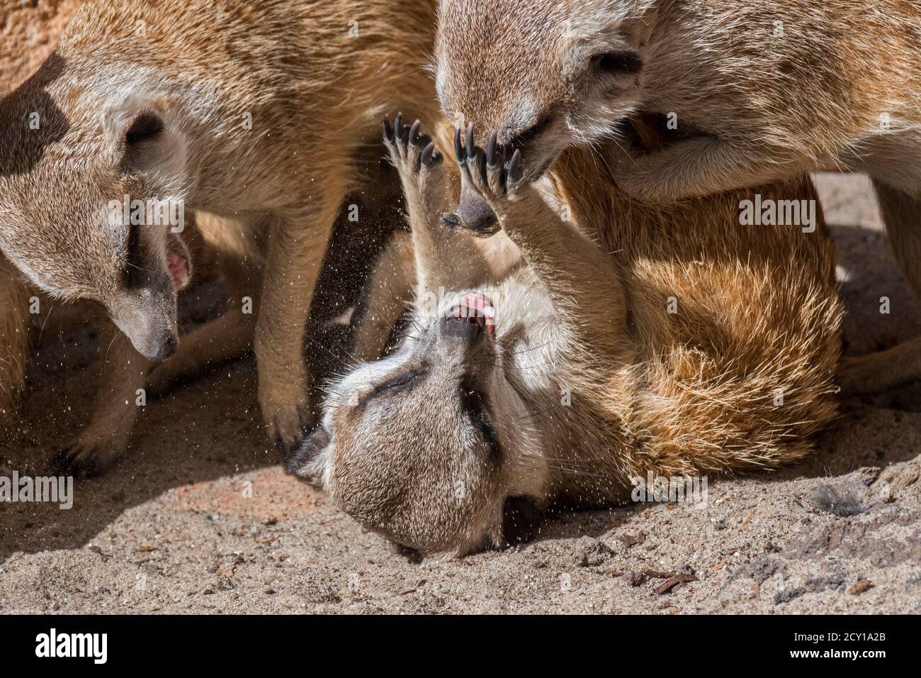 Combats de meerkats / suricata (Suricata suricata), indigènes aux déserts d'Afrique australe Banque D'Images