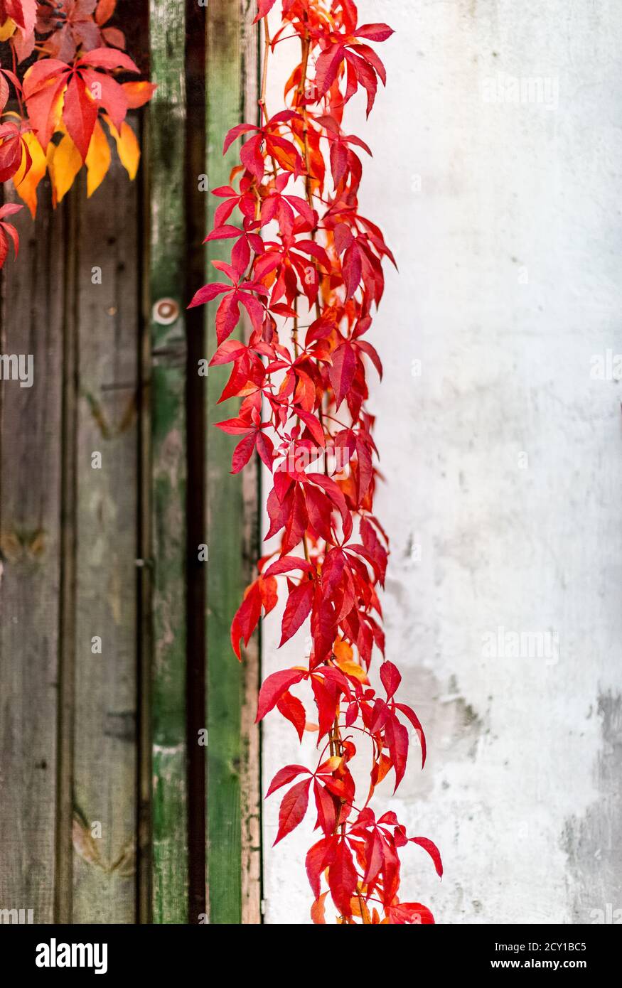 Des feuilles de raisin de jeune fille rouge vif le long de l'ancien mur de la maison de village. Mise au point sélective. Banque D'Images